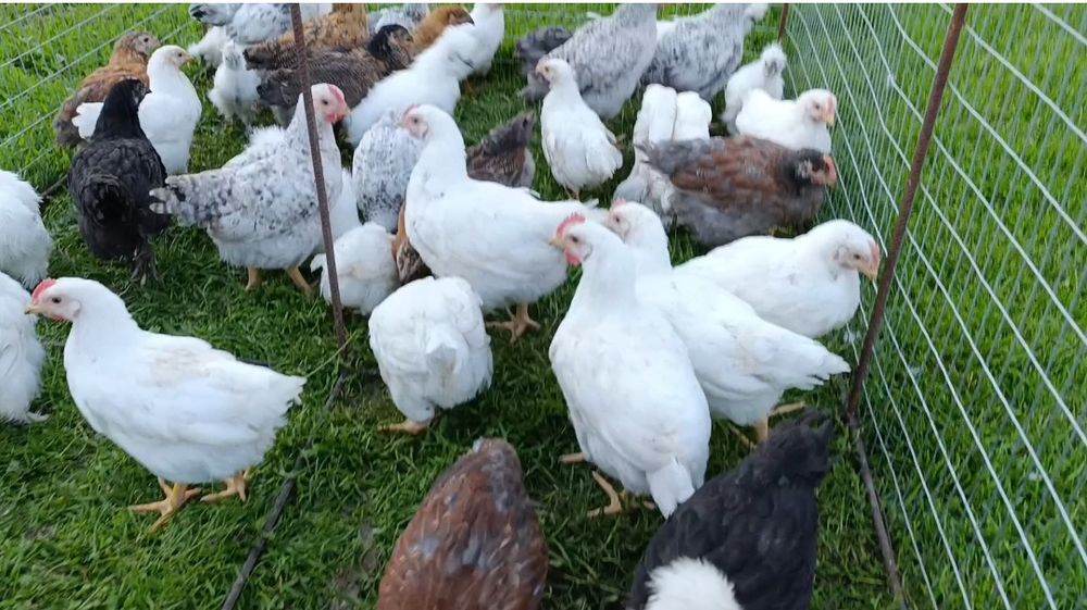 Продам курчат м'ясо несучки власного виведення!!!