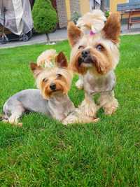 York Yorkshire terrier doświadczony reproduktor