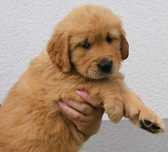 Chłopczyk linii Amerykański Golden Retriever