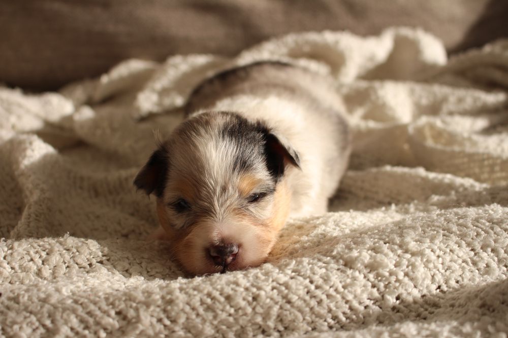 ZAREZERWOWANY owczarek szetlandzki blue merle ZKwP FCI sheltie