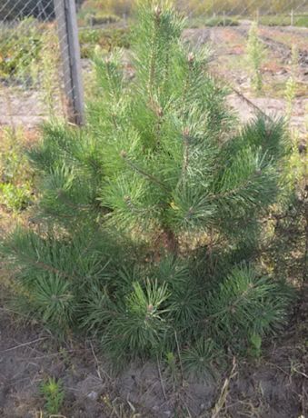 Сосна Pinus sylvestris
