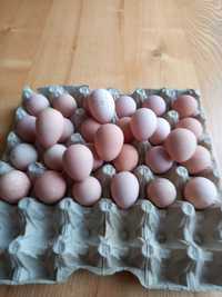 Perliki, kaczka,indyk jaja lęgowe