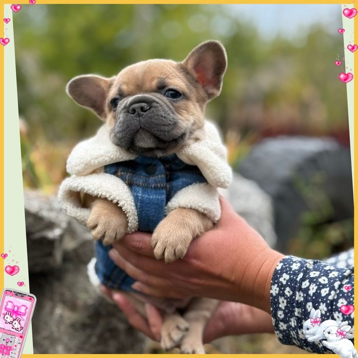 Милий  бульдожик