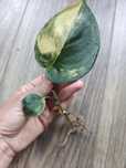 Scindapsus jade satin aurea
