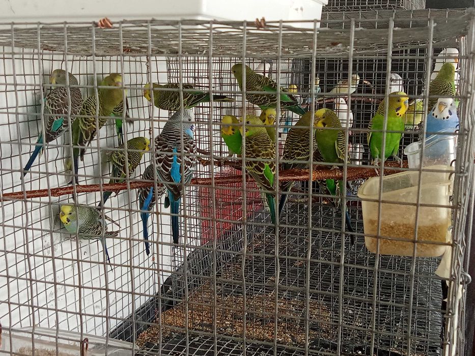 Piriquitos novos