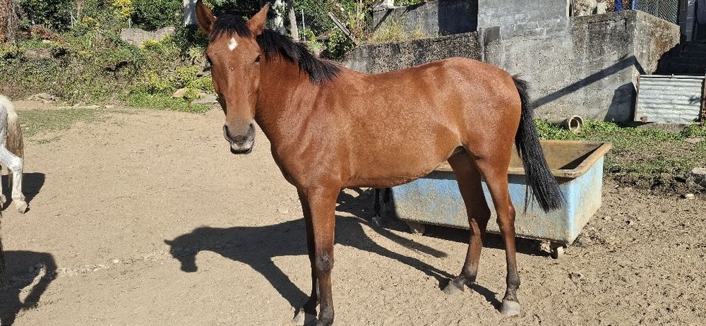 Vendo poldra com 3anos PSL