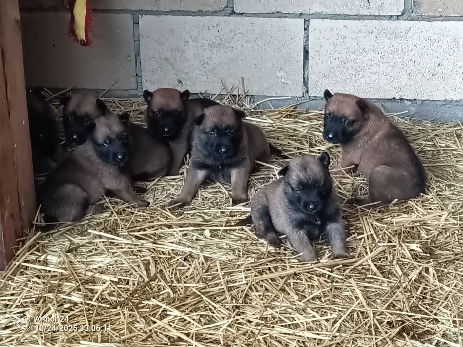малінуа документи всі впорядку