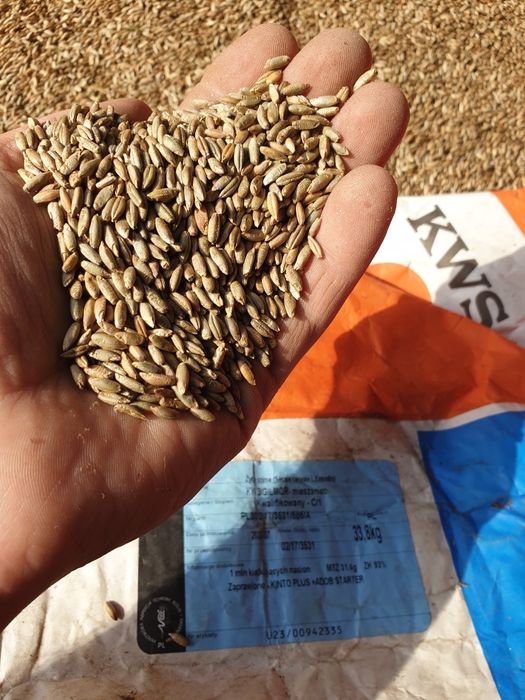 Żyto hybrydowe Gilmor