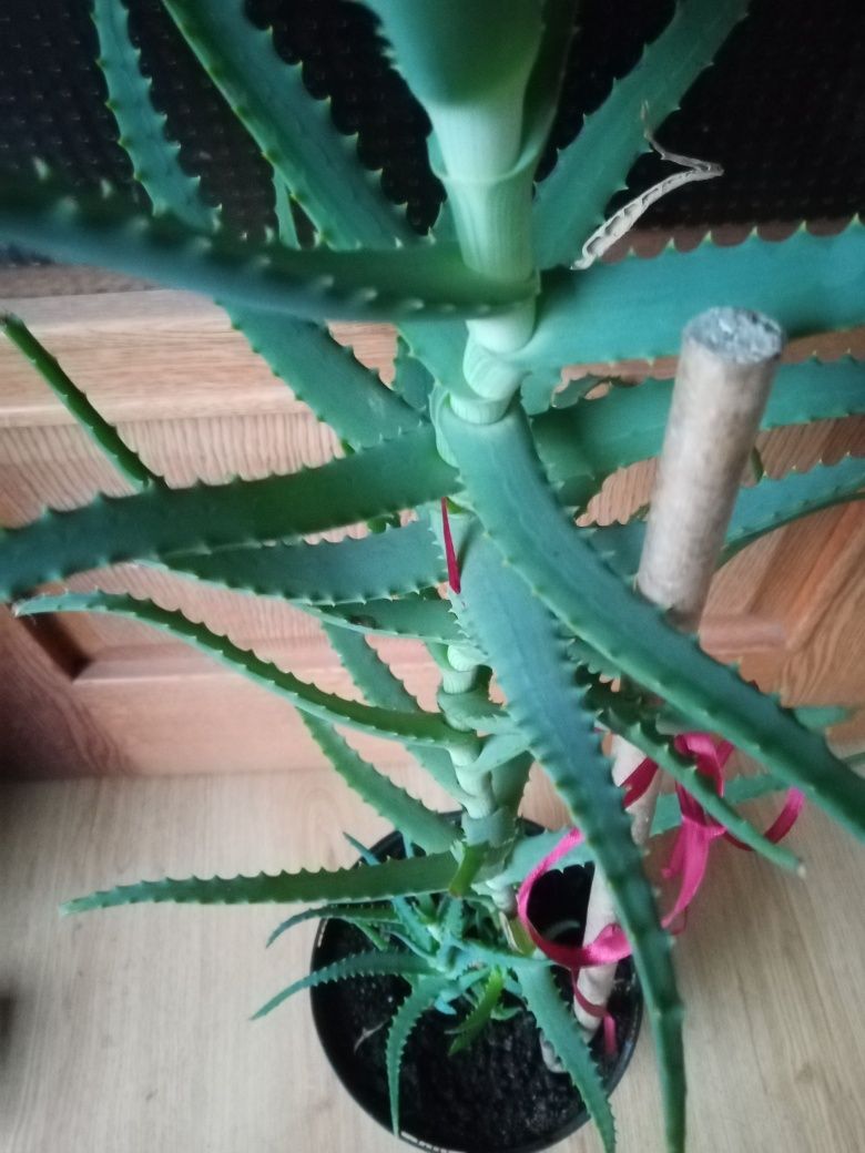 Aloes leczniczy 80 cm