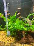 Vendas Guppy Endler
