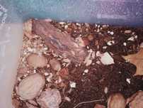 Sprzedam Isopody Porcellionides pruinosus orange