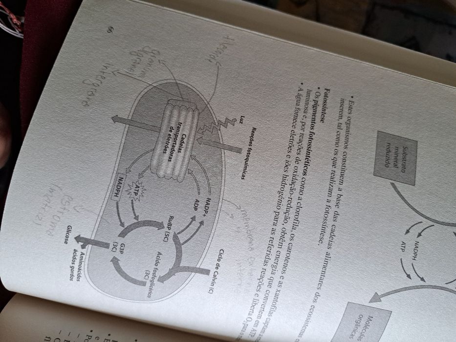 Resumo essencial de biologia e geologia 10 e 11