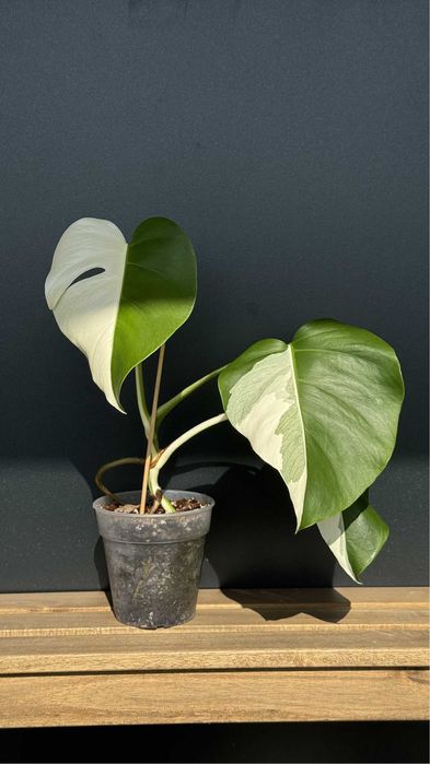 Planta Monstera variagata Albo