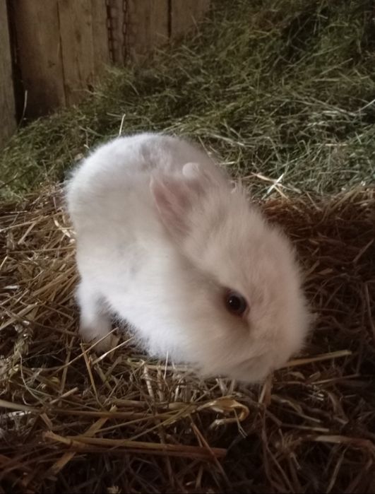 Królik miniaturka