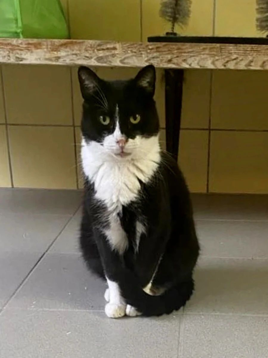 Kocurek Pingu od półtora roku poleca się do adopcji