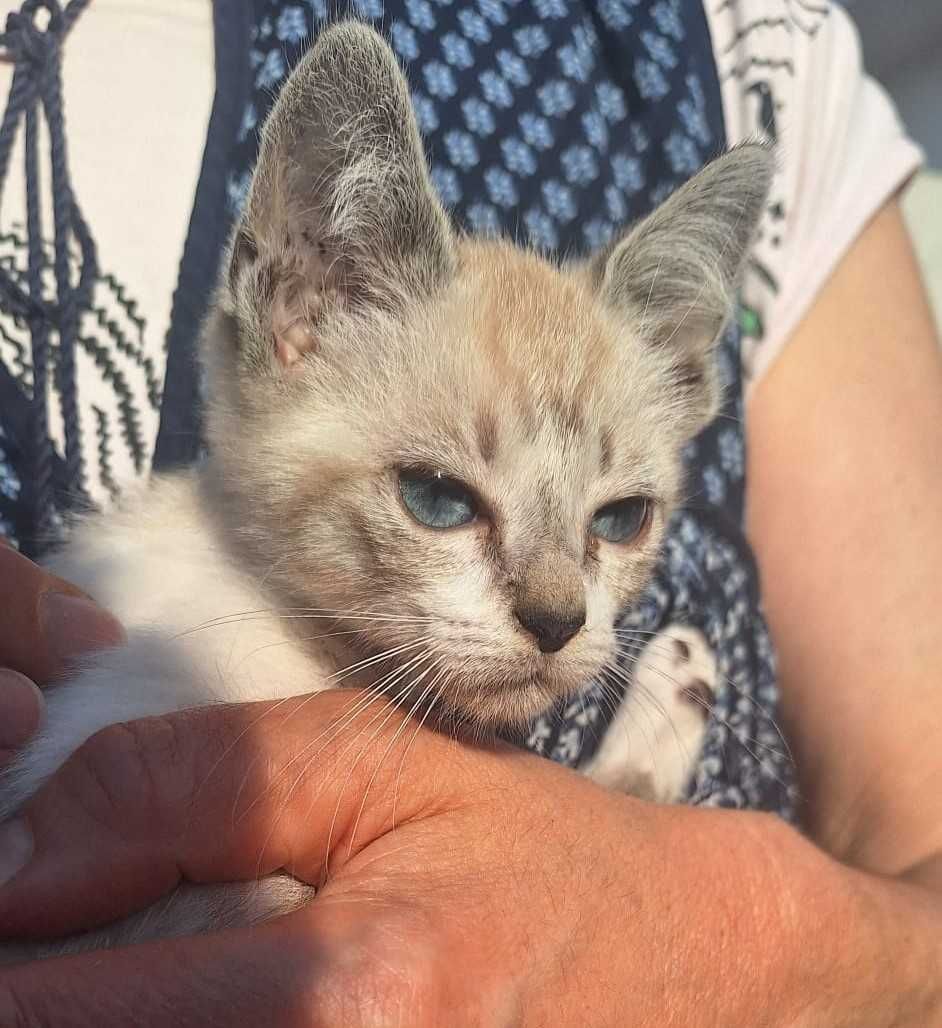 Gatinho de olho azul