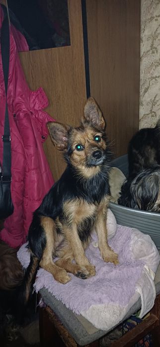 Мініатюрна вівчарочка з вагрю 5 кг