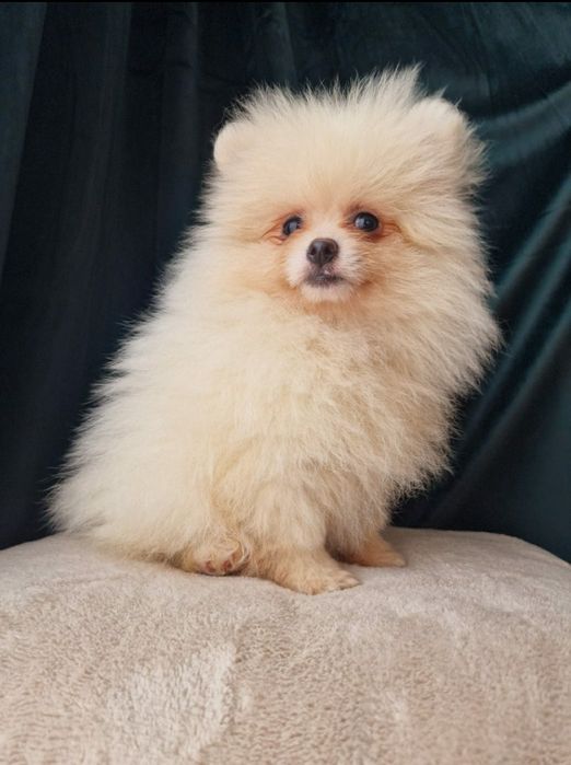 Szpic Miniaturowy-Piesek- Pomeranian