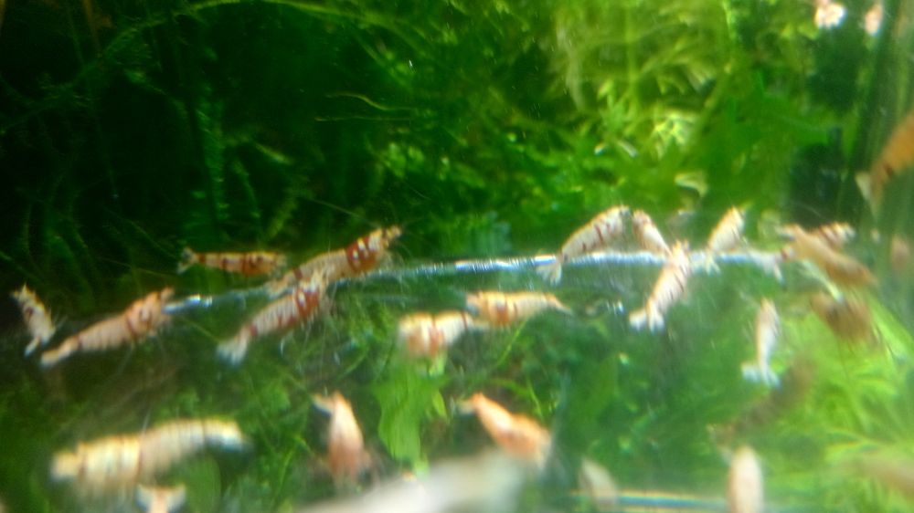 Krewetki poselekcyjne Fancy Tiger