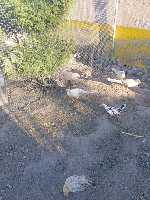 Bażanty brzoskwiniowe i nepalskie 25