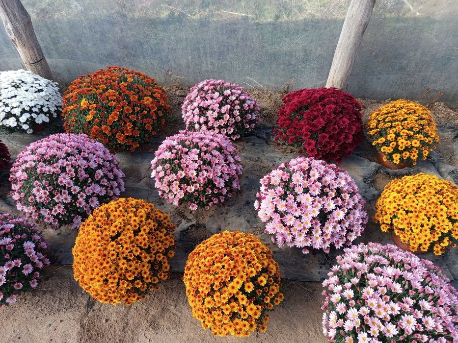 Chryzantemy drobno kwiatowe i wielkokwiatowe cena od 20 zł do 50 zł