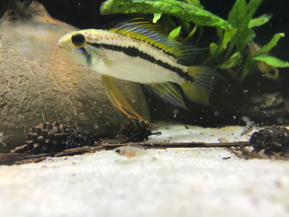 Apistograma bitaeneata rio Nanay- Casais