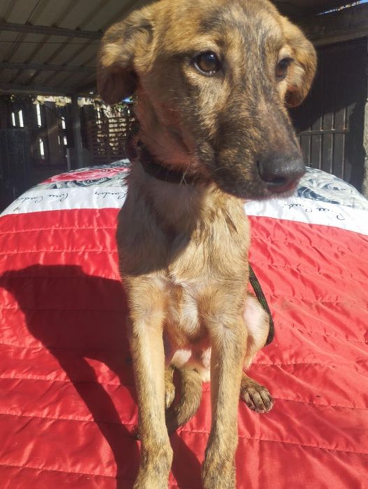 Xana para adoção muito responsável