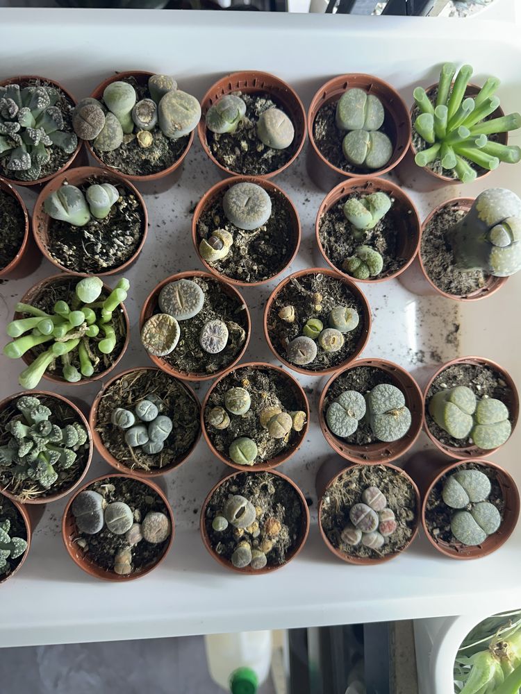 Литопси літопси літопс литопсы lithops живые камни