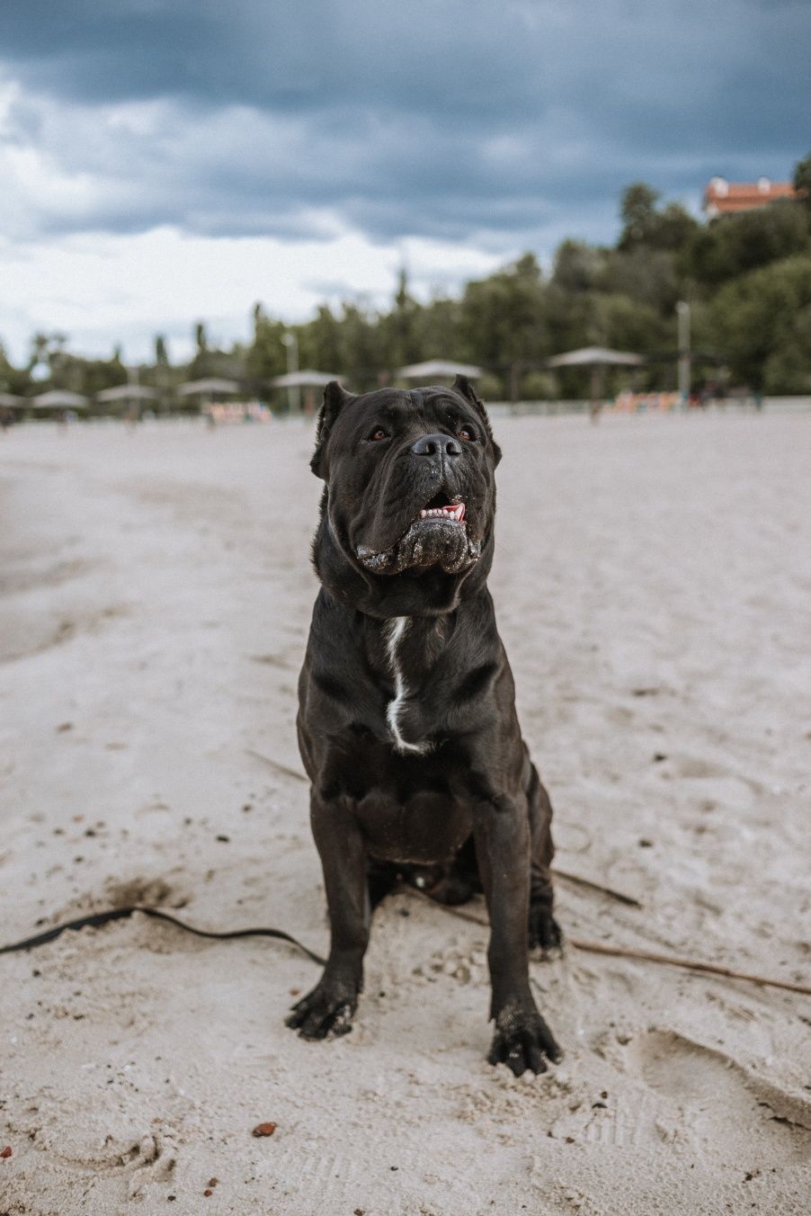 Кобель Cane corso для вязки