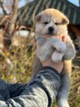Цуценята японської Акіти, Акіта іну.