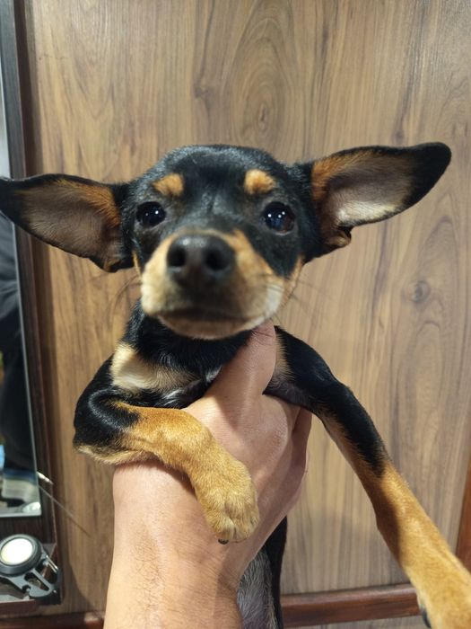 Цуценята породи Той Тер 'єр