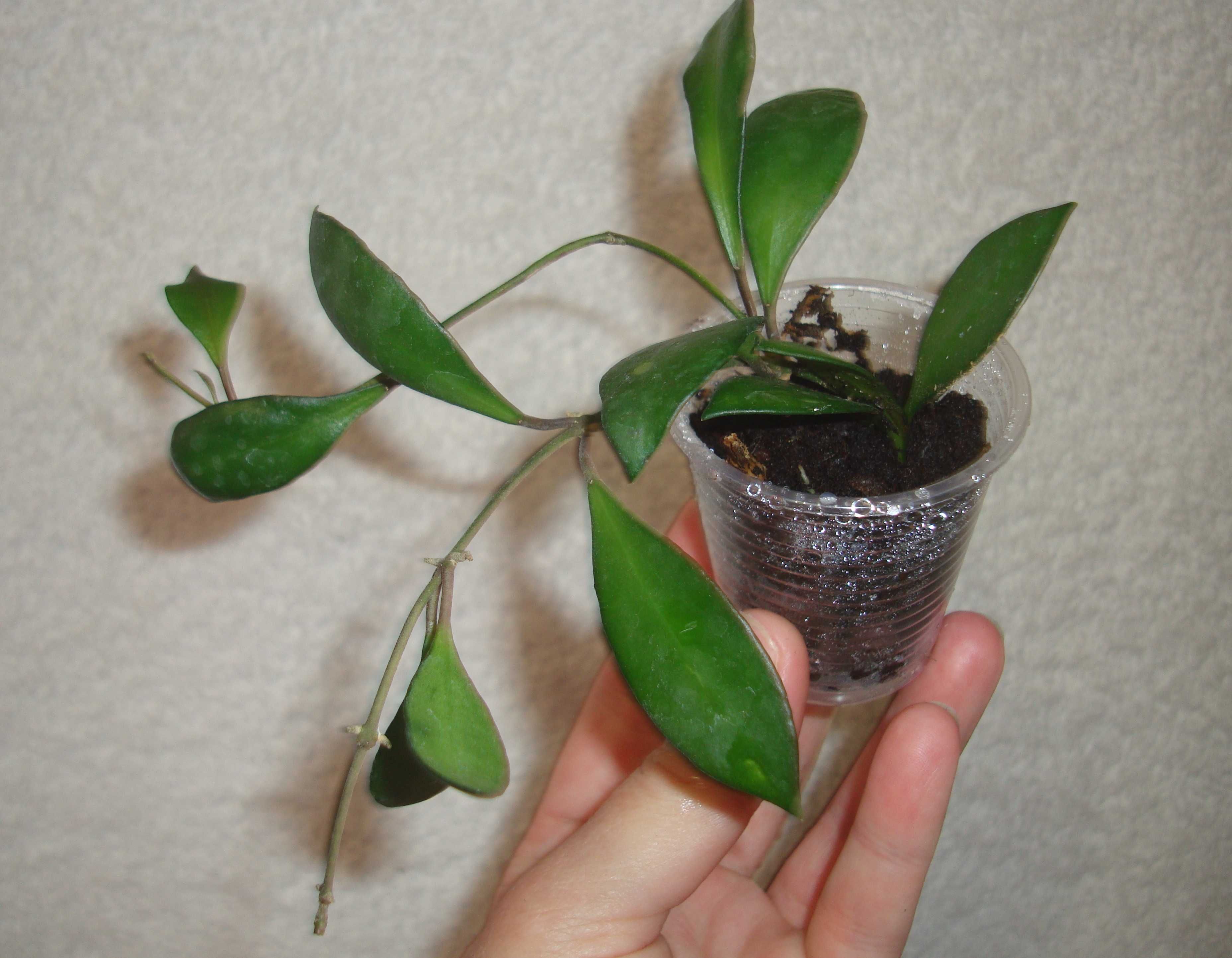 Хойя. Hoya. Вкорінені рослини.
