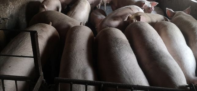 Продаж свиней від 160 до 200кг свині