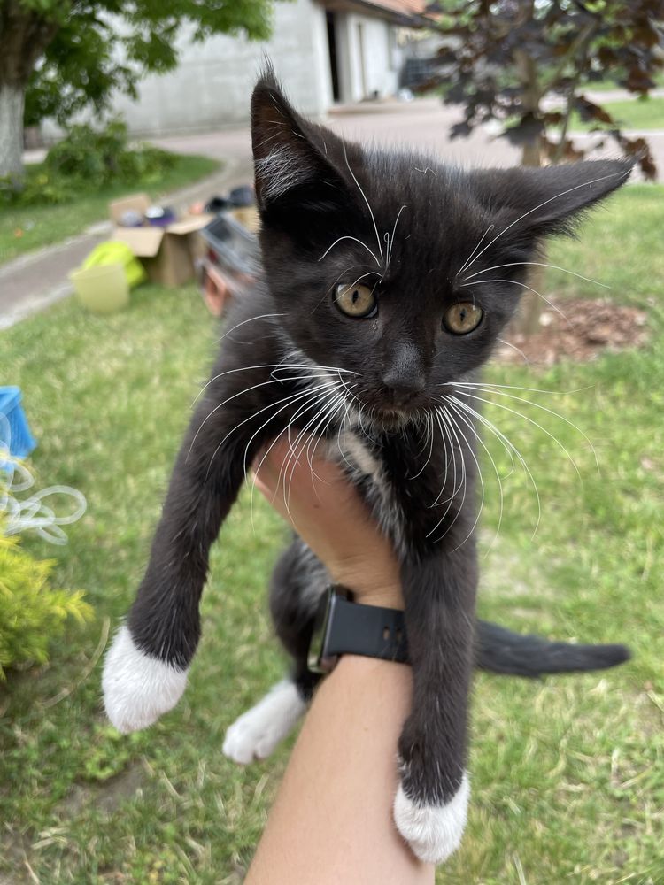 Koty do adopcji ZA DARMO