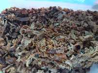 Propolis kit surowy naturalny prosto od pszczelarza