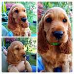 Śliczny Cocker spaniel - gotowy do odbioru