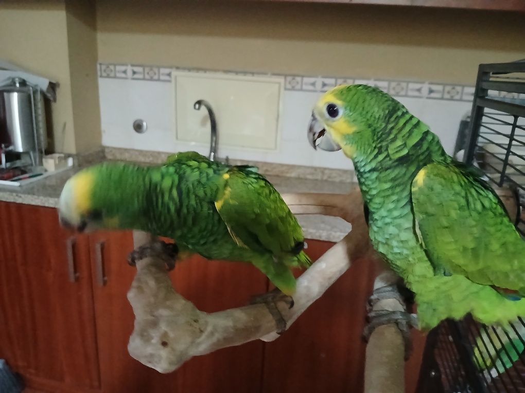 Casal de Amazonas Barbadensis