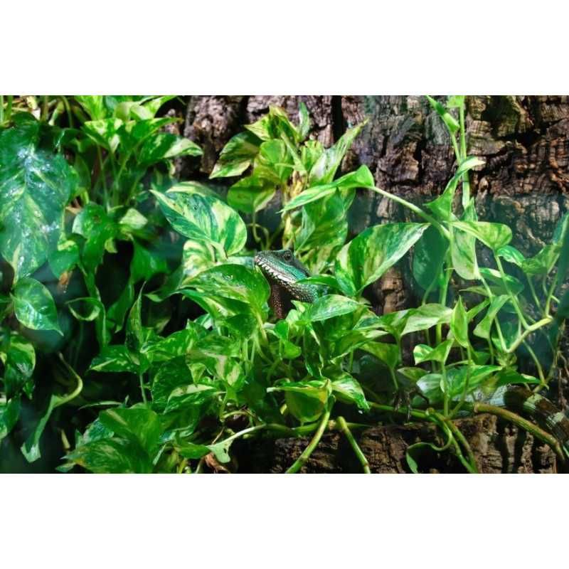 Epipremnum aureum Golden Pothos - Jibóia - Terrários Répteis