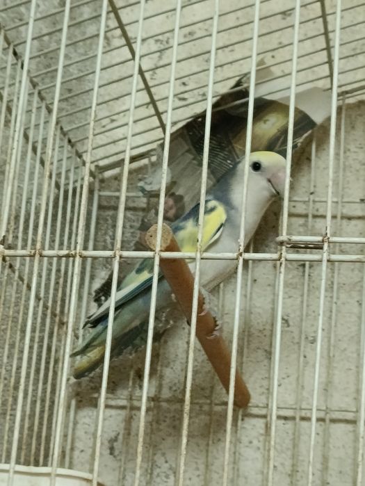 Duas fêmeas um macho