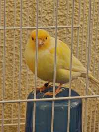 Yellow Canary Bird + cage