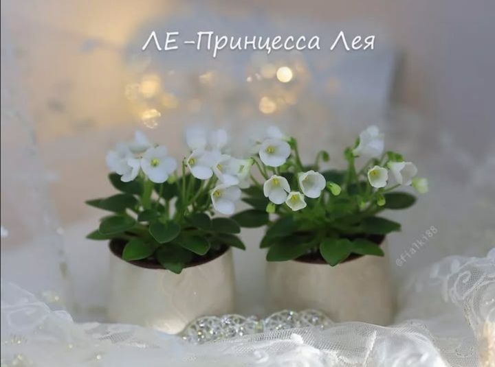 Фіалки, дітки фіалок, міні фіалки, мікро фіалки, мини фиалки, микро