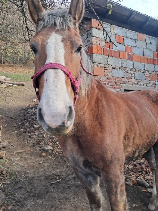 Sprzedam kobyle zimnokrwista