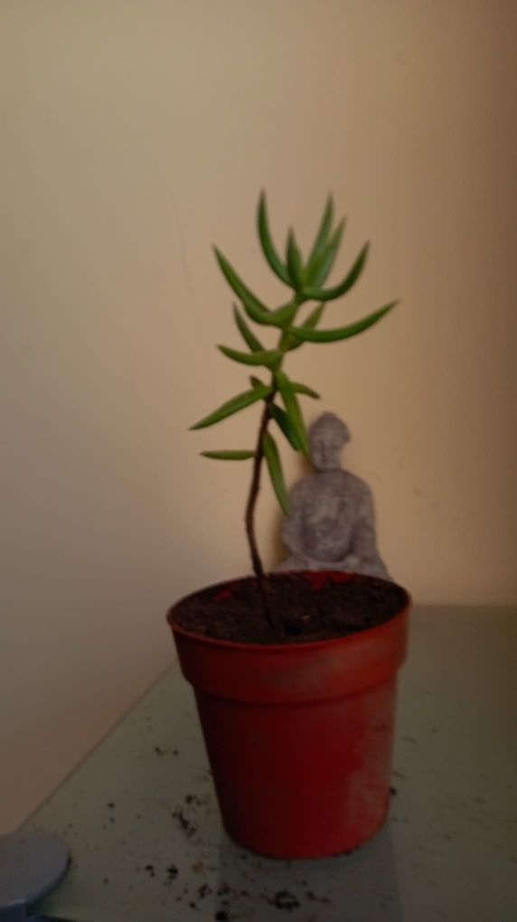 Plantas diversas