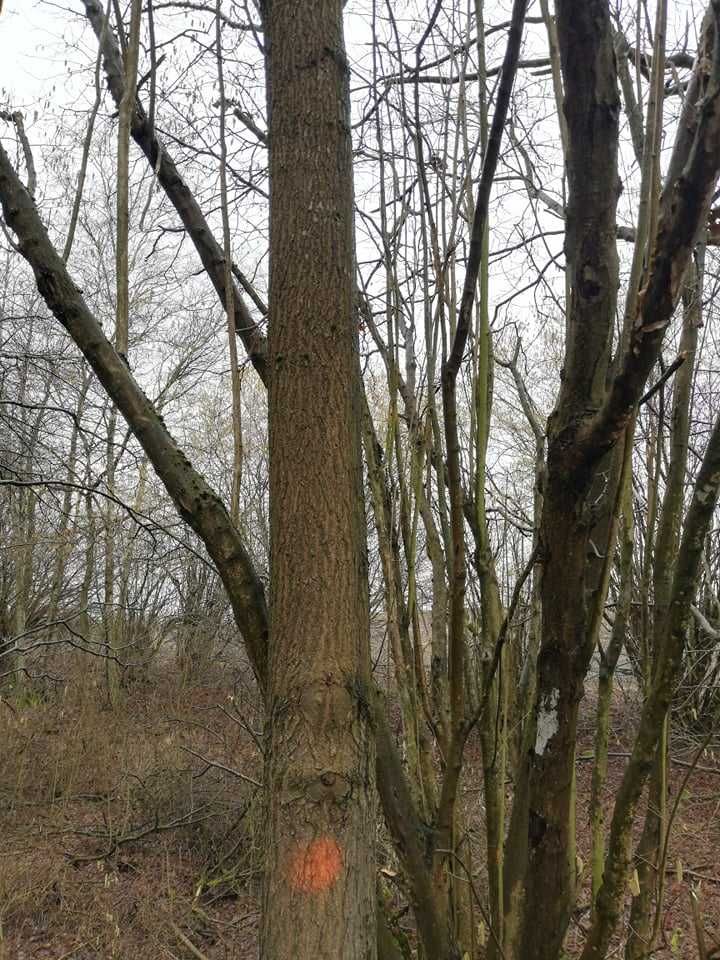 Dąb , Jesion kłoda dębowa