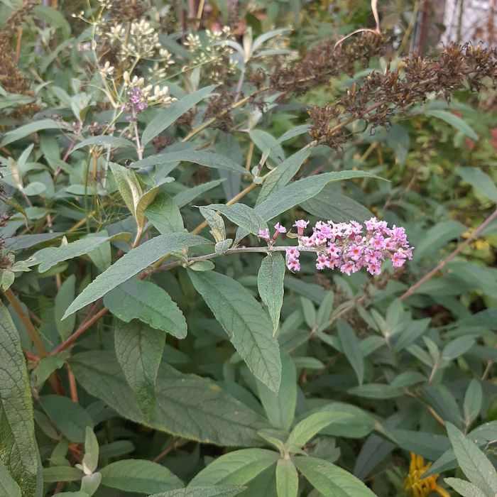 Pęcherznica kalinolistna, budleja davida