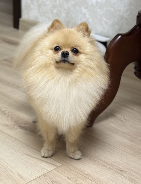 Померанський Шпіц  запрошує на вʼязку