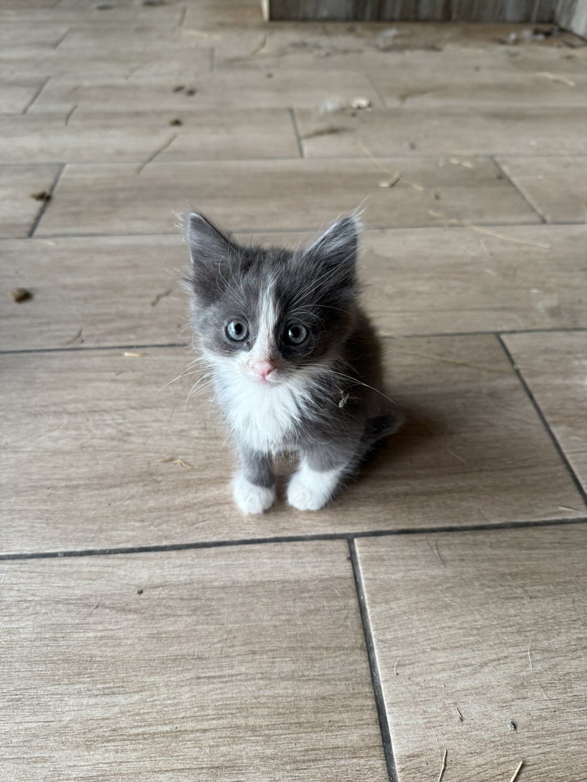 Кошечка в хорошие руки