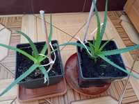 Aloes mniejsze sadzonki