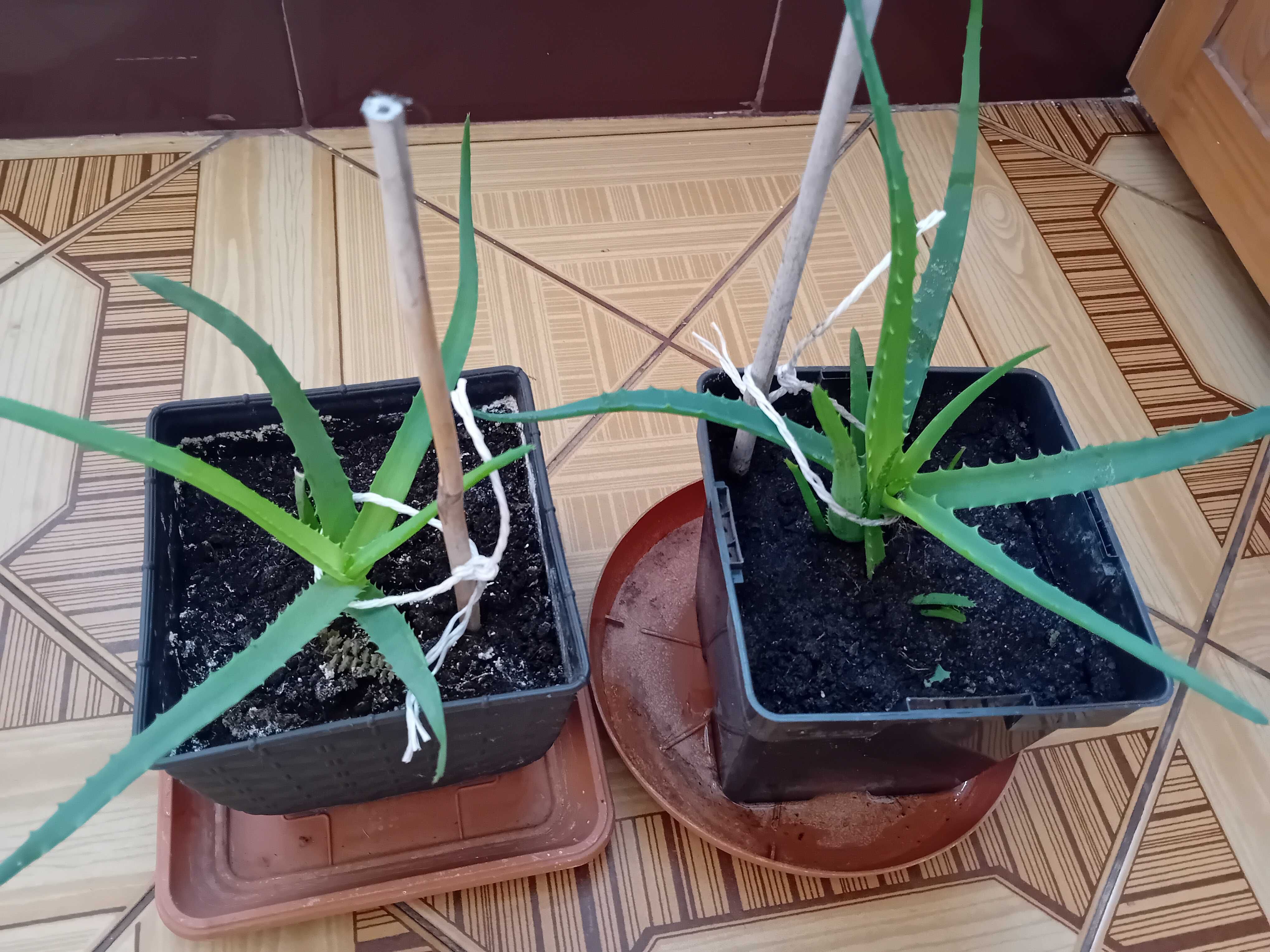 Aloes mniejsze sadzonki