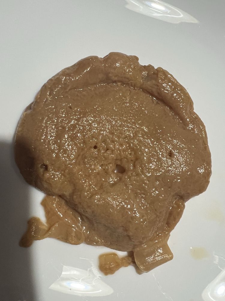 Kombucha colonia scooby